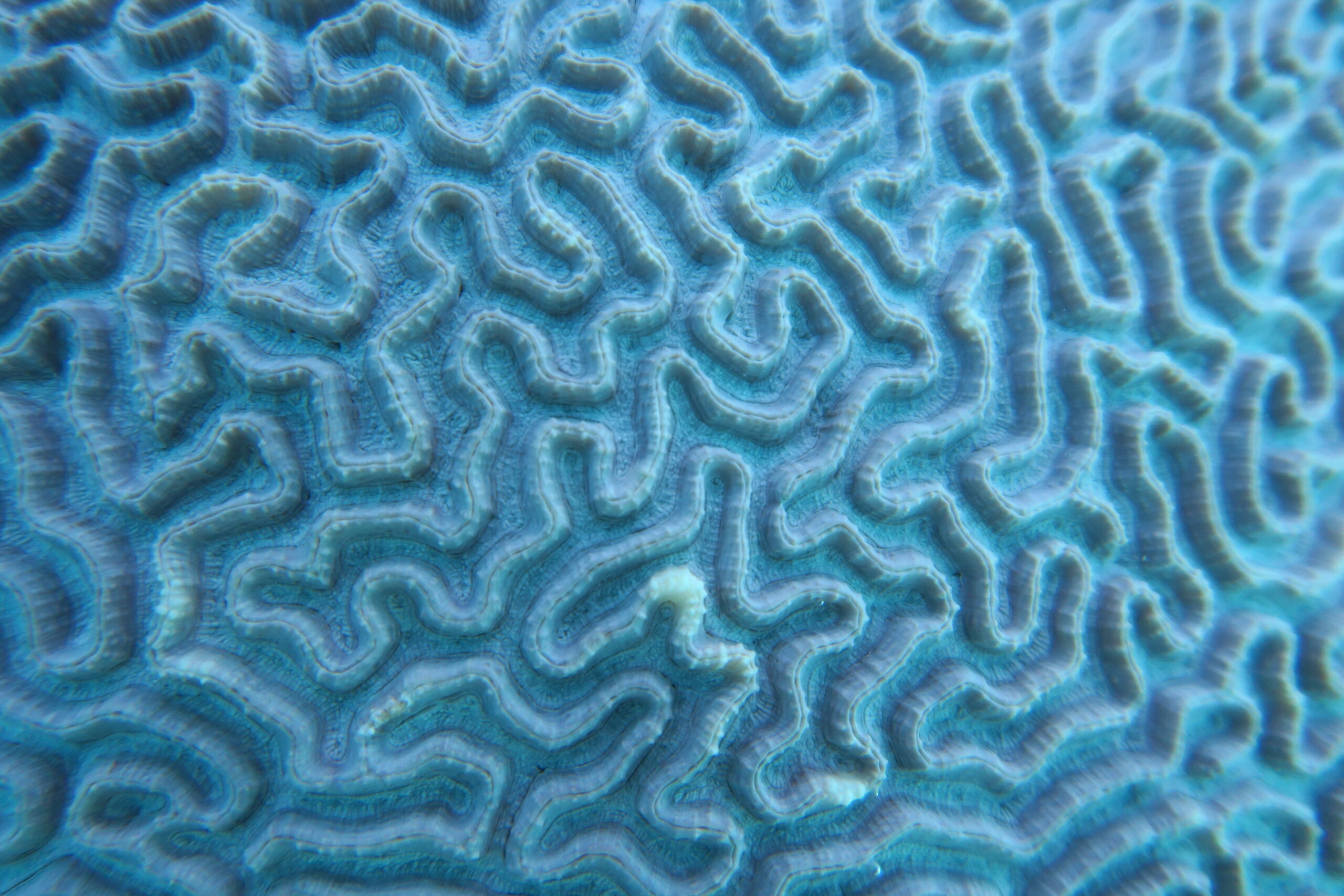©Vincent Hilaire – Fondation Tara Ocean